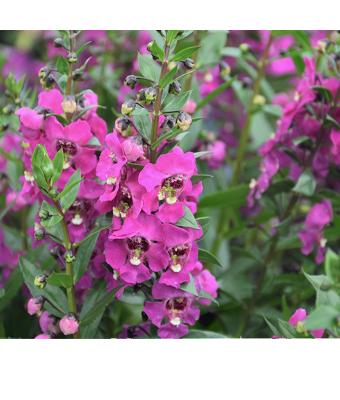 4.75T/10 ANGELONIA GUARDIAN ANGEL PINK
