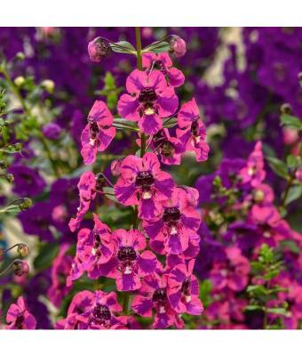 4.75T/10 ANGELONIA GUARDIAN ANGEL BERRY SPARKLER