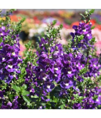 4.75T/10 ANGELONIA BIG INDIGO