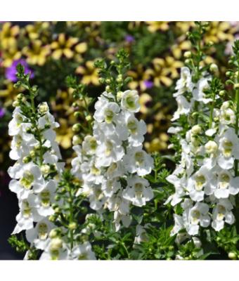 4.75T/10 ANGELONIA ARCHANGEL WHITE