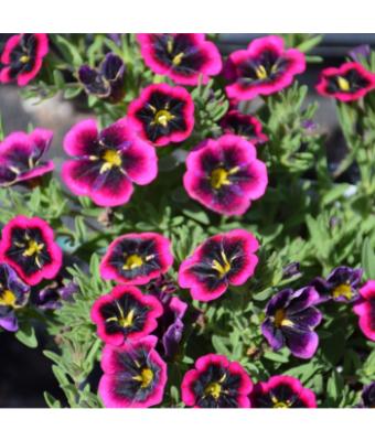 4.75T/10 CALIBRACHOA CABARET GOODNIGHT KISS