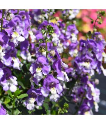 4.75T/10 ANGELONIA BIG BICOLOR PURPLE