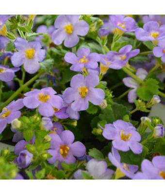 4.75T/10 BACOPA GULLIVER BLUE