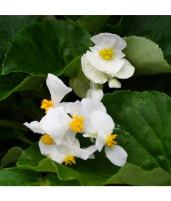 4.75T/10 BEGONIA BIG GREEN LEAF WHITE