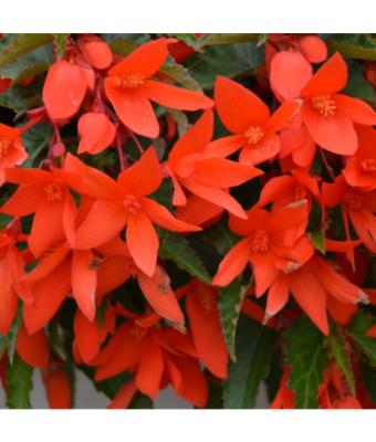 4.75T/10 BEGONIA WATERFALL ENCANTO ORANGE