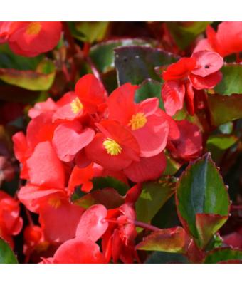 4.75T/10 BEGONIA VIKING EXPLORER RED GREEN LEAF