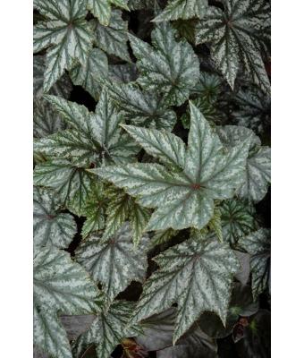 4.75T/10 BEGONIA GRYPHON