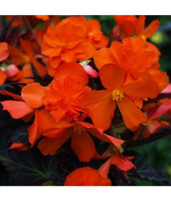 4.75T/10 BEGONIA I'CONIA PORTOFINO HOT ORANGE