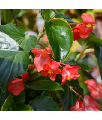 4.75T/10 BEGONIA DRAGON WING RED