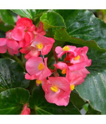 4.75T/10 BEGONIA BIG GREEN LEAF ROSE