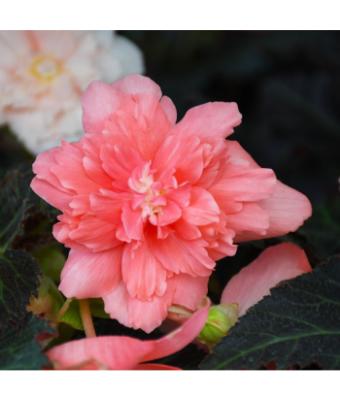 4.75T/10 BEGONIA NONSTOP JOY MOCCA ROSE