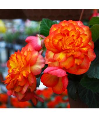 4.75T/10 BEGONIA NONSTOP FLAME
