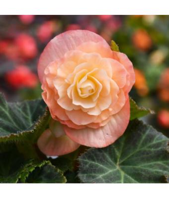 4.75T/10 BEGONIA NONSTOP PEACH SHADES