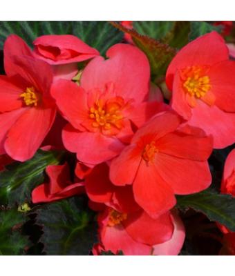 4.75T/10 BEGONIA I'CONIA FIRST KISS HOT PINK