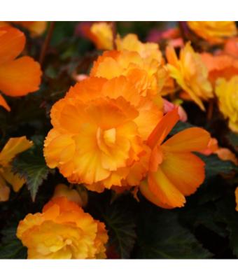 4.75T/10 BEGONIA I'CONIA FIRST KISS DEL SOL
