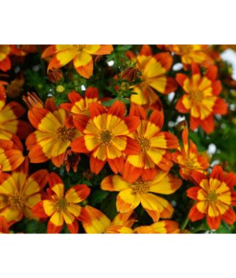 4.75T/10 BIDEN BLAZING FLAMES