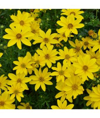 4.75T/10 BIDEN SUNSHINE DOUBLE