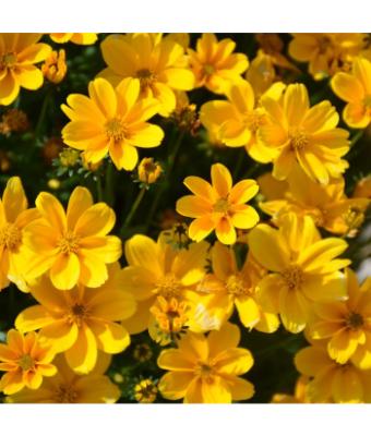 4.75T/10 BIDEN EMPIRE (UPRIGHT YELLOW)