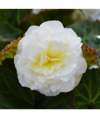 4.75T/10 BEGONIA NONSTOP WHITE