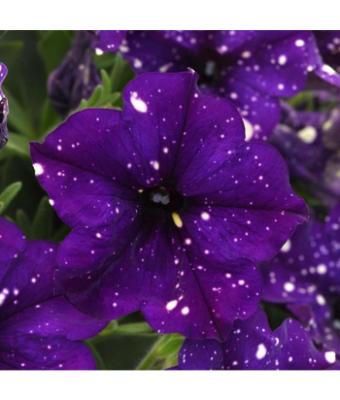 4.75T/10 PETUNIA CRAZYTUNIA INK BLOT