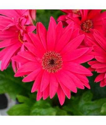 4.75T/10 GERBERA JAGUAR ROSE/PINK