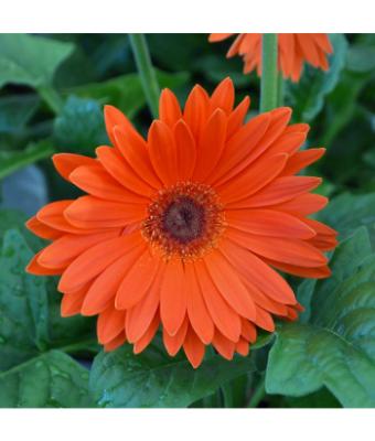 4.75T/10 GERBERA JAGUAR TANGERINE