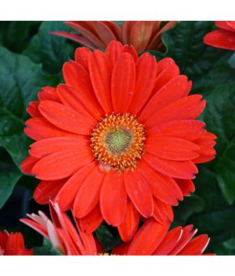 4.75T/10 GERBERA JAGUAR RED