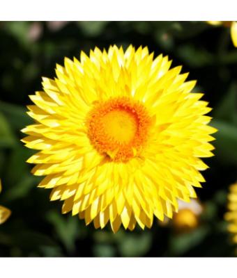 4.75T/10 BRACTEANTHA SUNBRERO YELLOW