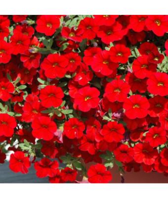 4.75T/10 CALIBRACHOA CABARET RED