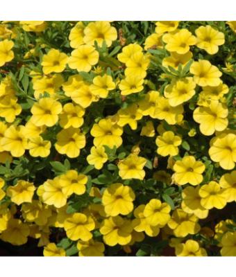 4.75T/10 CALIBRACHOA CABARET YELLOW