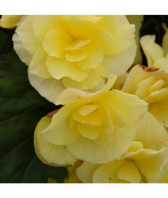 4.75T/10 BEGONIA SOLENIA YELLOW