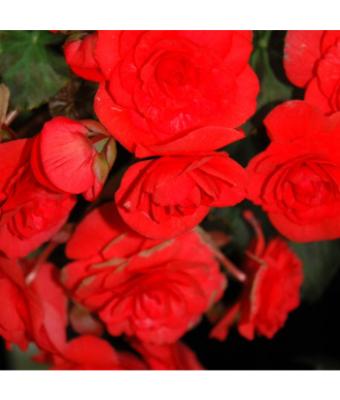4.75T/10 BEGONIA SOLENIA RED