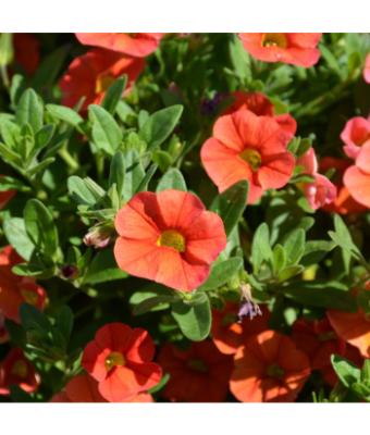 4.75T/10 CALIBRACHOA CABARET BRIGHT ORANGE
