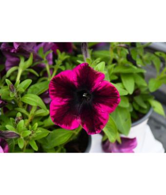 4.75T/10 PETUNIA CRAZYTUNIA COSMIC PURPLE