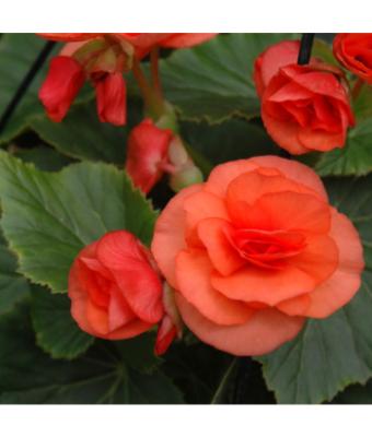 4.75T/10 BEGONIA SOLENIA ORANGE