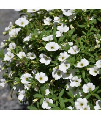 4.75T/10 CALIBRACHOA CABARET BRIGHT WHITE