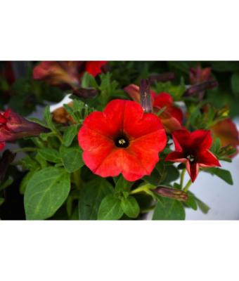 4.75T/10 PETUNIA SUPERCAL RED MAPLE