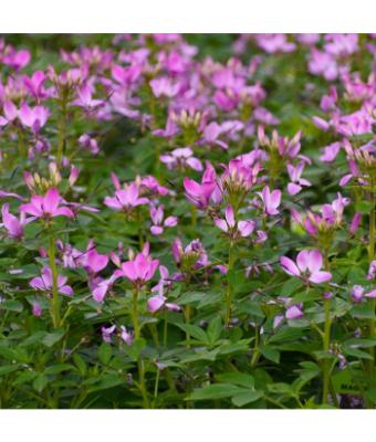 4.75T/10 CLEOME CLIO MAGENTA