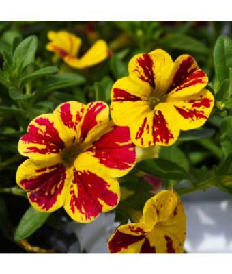 4.75T/10 CALIBRACHOA LIA ABSTRACT LEMON CHERRY
