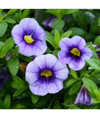 4.75T/10 CALIBRACHOA EYECONIC PURPLE
