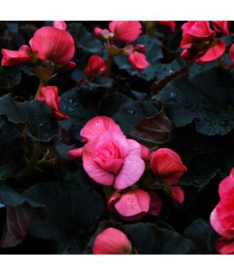 4.75T/10 BEGONIA SOLENIA LIGHT PINK
