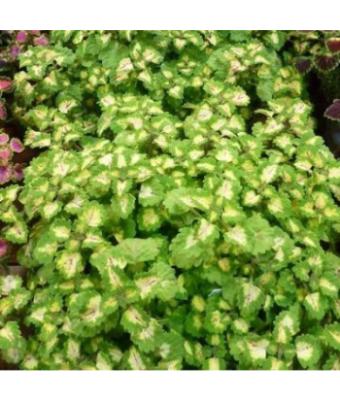 4.75T/10 COLEUS TRAILING YOSEMITE