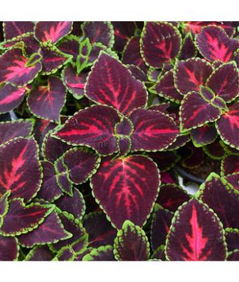 4.75T/10 COLEUS MAIN STREET ORCHARD ROAD