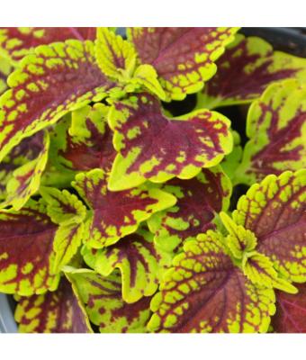 4.75T/10 COLEUS COLEOSAURUS