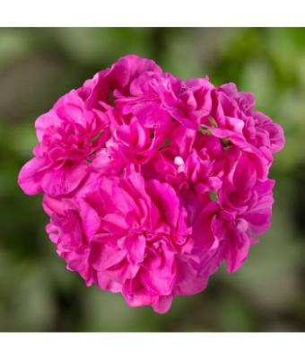 4.75T/10 GERANIUM IVY LEAGUE AMETHYST