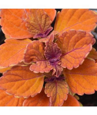 4.75T/10 COLEUS INFERNO