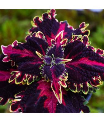 4.75T/10 COLEUS WITCHES BREW