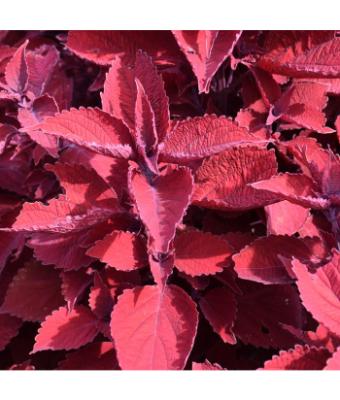 4.75T/10 COLEUS RUBY SLIPPERS