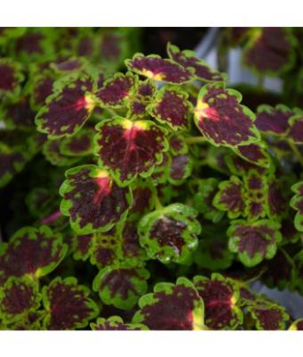 4.75T/10 COLEUS TRAILING IGUAZU