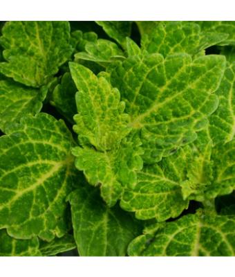 4.75T/10 COLEUS ELECTRIC LIME